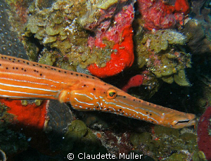 What a snout! Love the orange color of this guy! by Claudette Muller 